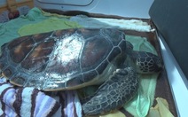 Thả rùa quý được phóng sinh từ chùa về biển