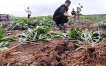Hàng nghìn cây keo bị nhổ: xã hỗ trợ mỗi cây 4.000 đồng, dân không chịu