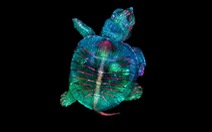 Ngỡ ngàng vẻ đẹp của phôi thai rùa, cá sấu dưới kính hiển vi