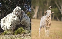 Chú cừu có bộ lông 'khủng' nhất thế giới qua đời, bao trái tim tan vỡ