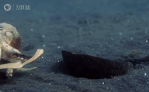 Video: Bạch tuộc cưỡi gáo dừa săn mồi