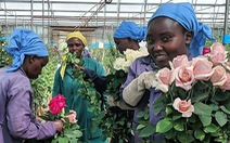 Châu Phi thách thức vị trí số 1 của Hà Lan trong ngành hoa tươi
