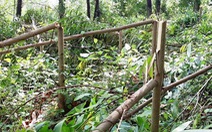 Hơn 4.000 cây keo rừng trồng của dân bị kẻ xấu chặt đứt ngang