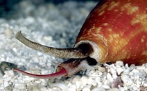 Nọc độc của ốc sên biển có thể chữa bệnh tim mạch và cao huyết áp