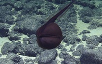 Loài cá 'không giống ai': mình lươn, miệng rộng như quả bóng