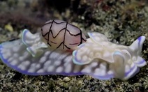 Video: Ốc bong bóng có nọc độc dưới đáy đại dương