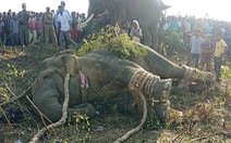 Sau 2 phát súng, Ấn Độ bắt được con voi hung dữ mang tên 'Osama bin Laden'