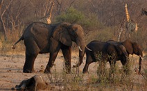200 con voi chết vì đói khát, Zimbabwe chuẩn bị đợt di tản động vật lớn nhất lịch sử