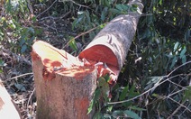 Nhức nhối tình trạng lâm tặc tàn phá rừng ở Đắk Nông