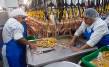 Phản đối hình thức nuôi nhốt tàn nhẫn, New York cấm bán gan ngỗng, gan vịt
