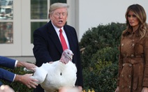 Ông Trump: 'Tới gà lôi còn sợ phe Dân chủ'