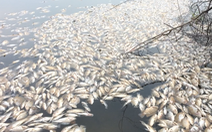Video: Hàng tấn cá chết trắng hồ Đại An tại Quảng Trị