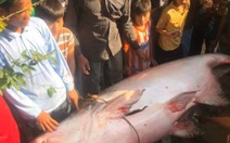 Nông dân An Giang bắt được cá tra dầu 230kg