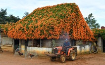 Ngôi nhà phủ hoa chùm ớt ở Lâm Đồng đã không còn