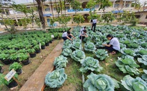 Độc đáo ngôi trường thầy trò trồng đầy bắp cải, rau, hoa