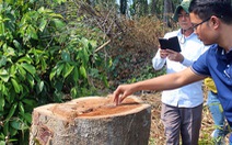 Thanh tra vụ đốn hạ cây rừng tự nhiên trong khu bảo tồn ở Đồng Nai