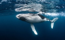 Một chú cá voi có giá trị bằng hàng nghìn cây xanh