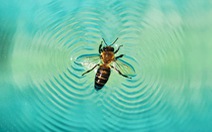 Giải mã khả năng ‘lướt ván’ siêu đẳng ở loài ong