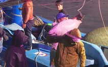 Ngư dân miền Trung đón lộc biển tiền tỉ trong những ngày đầu năm mới