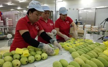 Mỹ chính thức mở cửa cho trái xoài Việt Nam