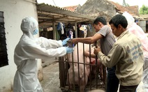 Phát hiện thêm ổ dịch tả lợn châu Phi tại Hải Phòng
