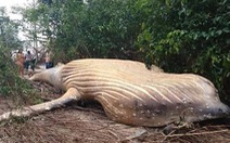 Cá voi 10 tấn lại chết trong... rừng Amazon