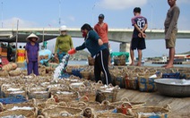 Ngư dân Ninh Thuận về bến xuân, khoang thuyền đầy ắp cá cơm