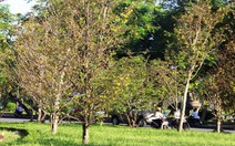 'Huế - thành phố bốn mùa hoa' không nhất thiết chỉ hoa thật?