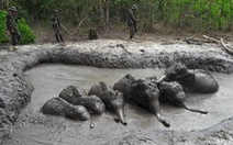 Giải cứu 6 voi con sa chân trong hố bùn