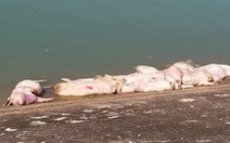 40 con heo chết bị vứt bừa bãi ra môi trường