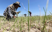 Nông dân Thái phải cầu cứu vì khô hạn