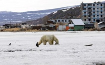 Gấu Bắc cực đi lạc… 700km