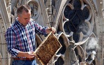 Lo lắng cho 180.000 con ong trên mái Nhà thờ Đức Bà Paris