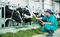 Bên trong trang trại bò sữa chuẩn 'resort' tại Tây Ninh