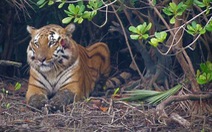 Hổ Bengal có thể tuyệt chủng trong 50 năm tới