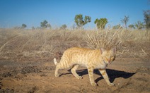 Úc cố diệt 'binh đoàn' mèo hoang 2 triệu con tránh tuyệt chủng cho loài khác