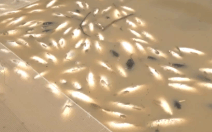 Video: Cá lại chết trắng sông La Ngà