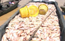 Dân nuôi cá trên sông La Ngà mất hơn 330 tấn