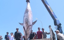 3 ngư dân Phú Yên cùng lúc câu được 3 con cá ngừ đại dương 'khủng chưa từng thấy'