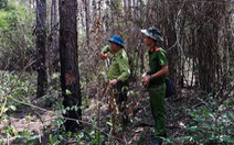 Bắt 3 nghi phạm 'hạ sát' 3.500 cây thông 20 năm tuổi