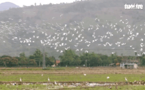 Video cò trắng bay rợp trời tại Khánh Hòa