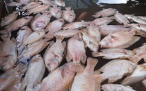 Cá chết bất thường, chủ 3.000 lồng bè trên sông Tiền hoang mang