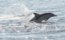 Canada cấm đánh bắt và nuôi nhốt cá voi, cá heo phục vụ giải trí