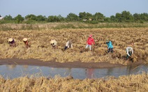 Ngân hàng Thế giới đề nghị ĐBSCL giảm diện tích trồng lúa