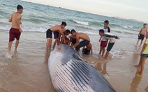 Xác cá voi nặng hơn 2 tấn dạt vào bờ biển Khánh Hòa