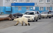 Đói lả và kiệt sức, gấu Bắc cực lê bước trên đường phố tìm thức ăn
