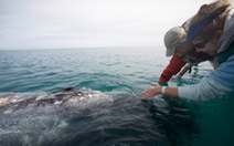 Lần đầu ghi được âm thanh của loài cá voi hiếm nhất thế giới