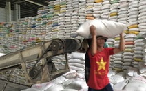 Xuất khẩu gạo giảm mạnh tạo áp lực lên tiêu thụ lúa hè thu
