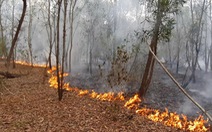 Cháy rừng keo ở Quảng Nam