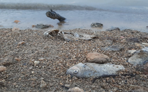 Cá chết trắng ở lòng hồ thủy điện Sông Tranh